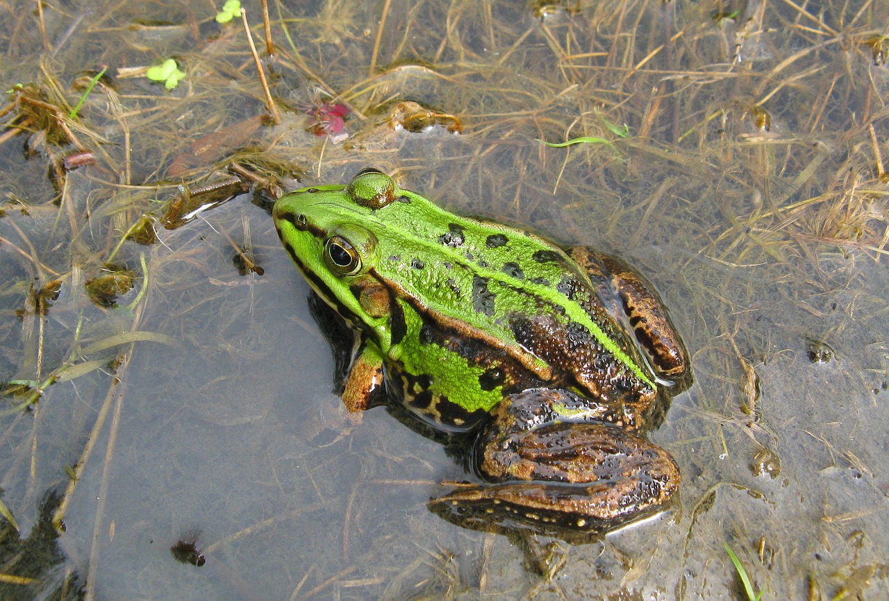 Varlė, Rupūžė, Pelkė, Amfibija, Iš Arti, Makro, Gamta, Fauna, Nemokamos Nuotraukos,  Nemokama Licenzija