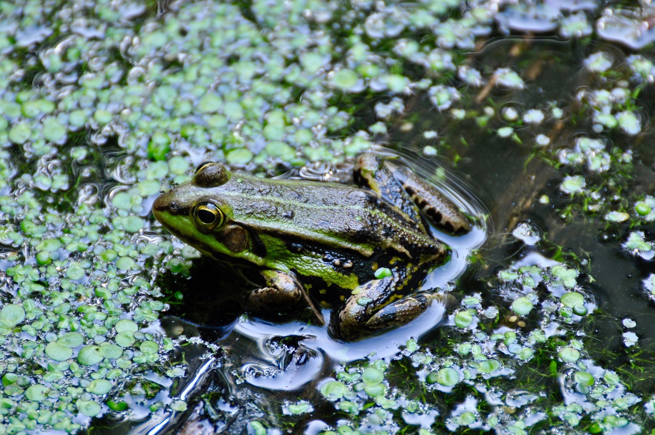 Varlė, Tvenkinys, Vandens Veislės, Žalias, Gamta, Vandens Varlė, Amfibija, Biotopa, Nemokamos Nuotraukos,  Nemokama Licenzija