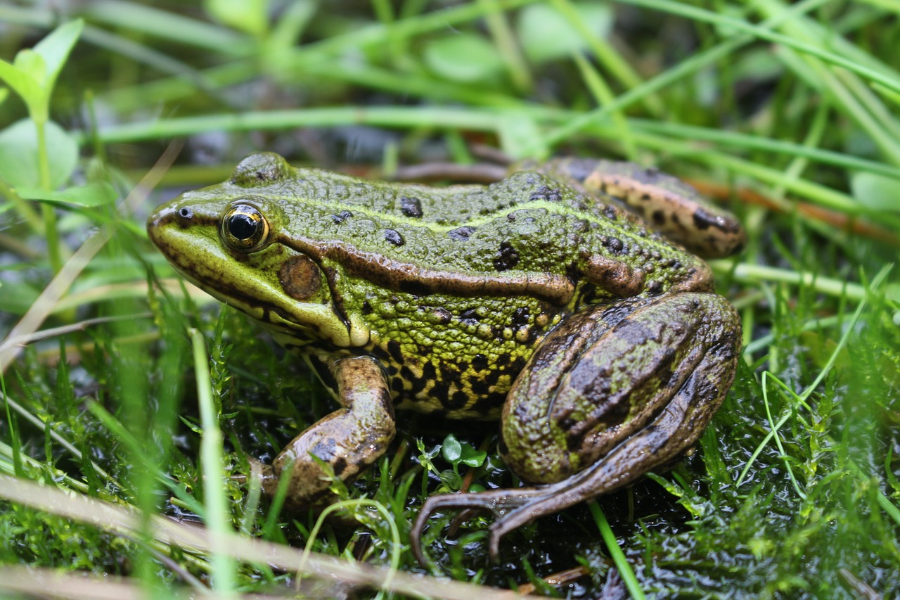 Varlė, Gyvūnas, Žolė, Nemokamos Nuotraukos,  Nemokama Licenzija