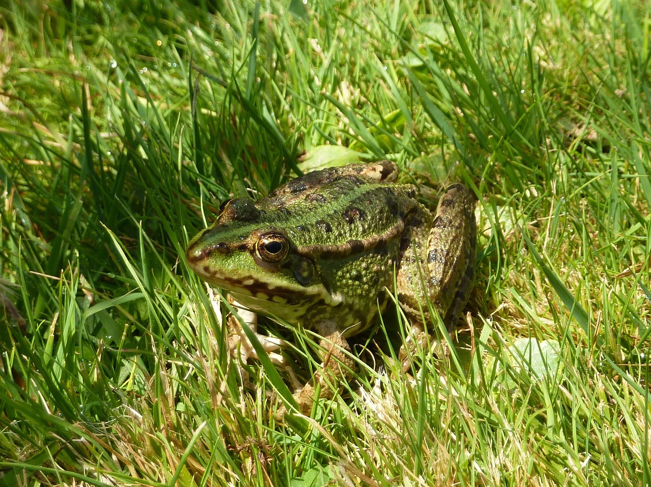 Varlė, Amfibija, Žalia Žolė, Gyvūnas, Tvenkinys, Fauna, Varlės Tvenkinys, Gamta, Rudos Akys, Nemokamos Nuotraukos