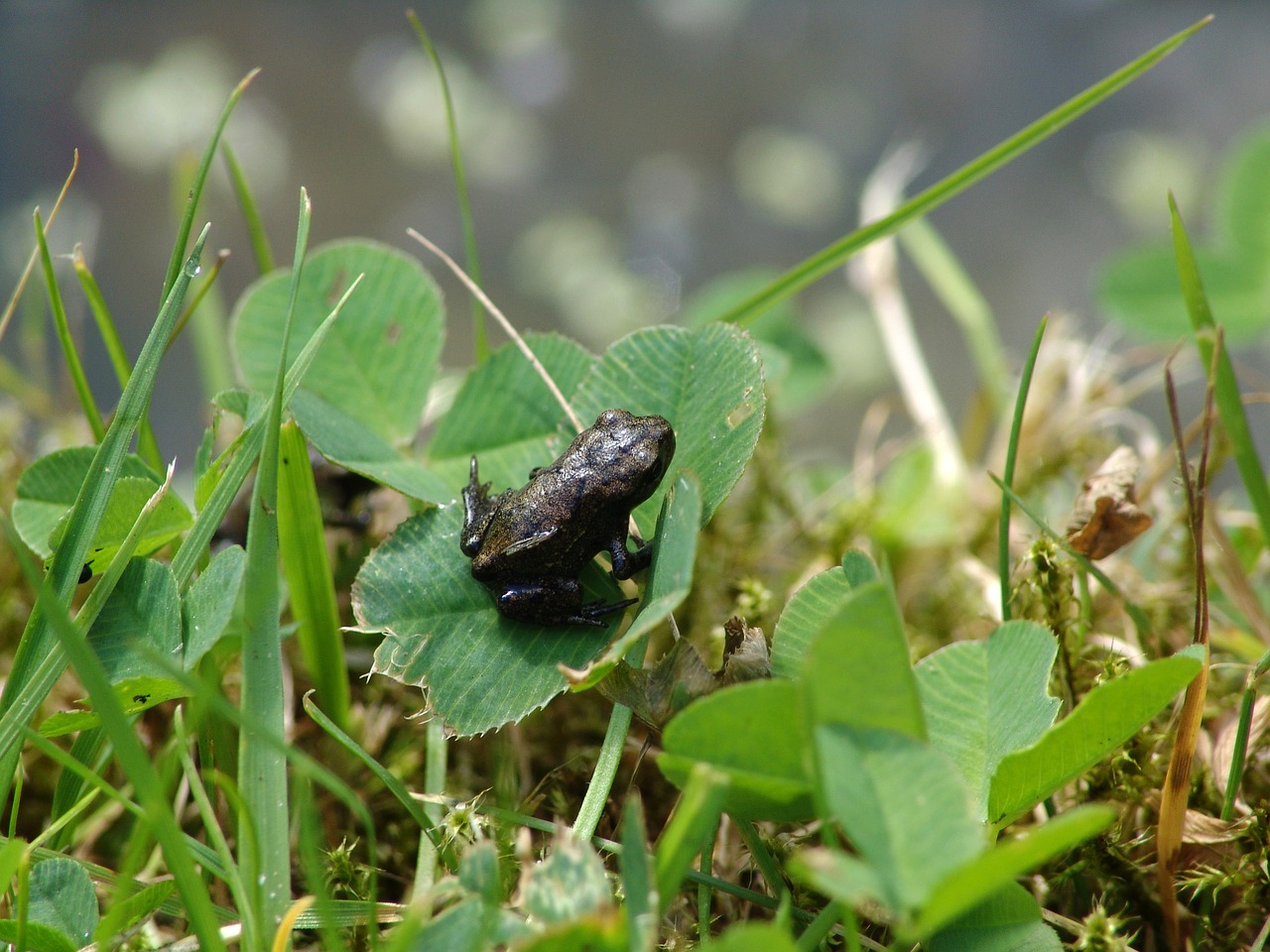 Varlė, Gamta, Vandens Varlė, Varlės Tvenkinys, Sėdi Varlė, Sodas, Vandens Gyvūnai, Biotopa, Nemokamos Nuotraukos,  Nemokama Licenzija