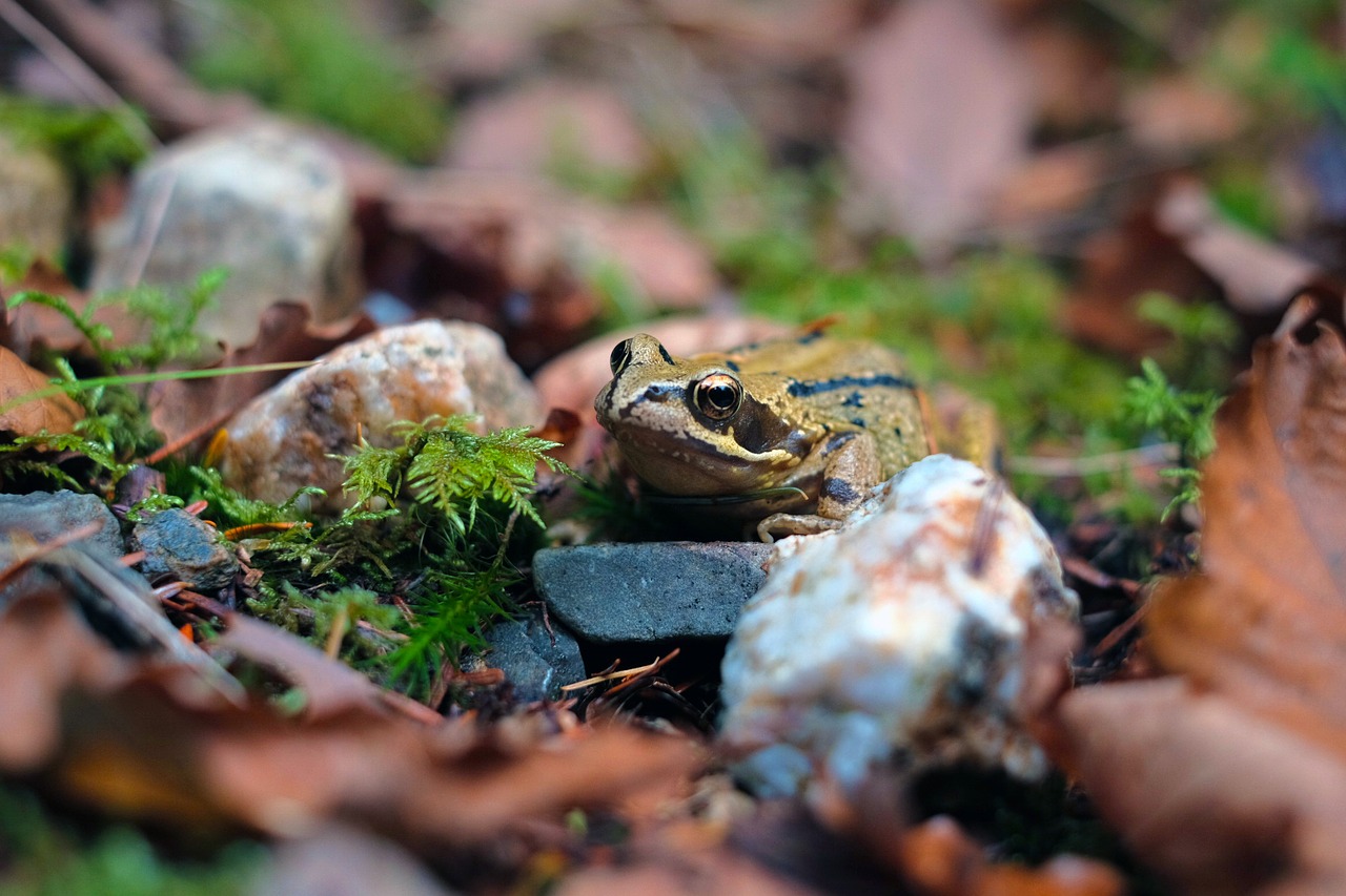 Varlė, Gamta, Miškas, Princas, Mažas, Akis, Fauna, Gyvūnas, Laukinė Gamta, Laukiniai