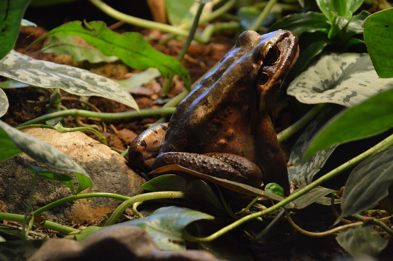 Varlė, Gamta, Amfibijas, Gyvūnas, Fauna, Rupūžė, Nemokamos Nuotraukos,  Nemokama Licenzija