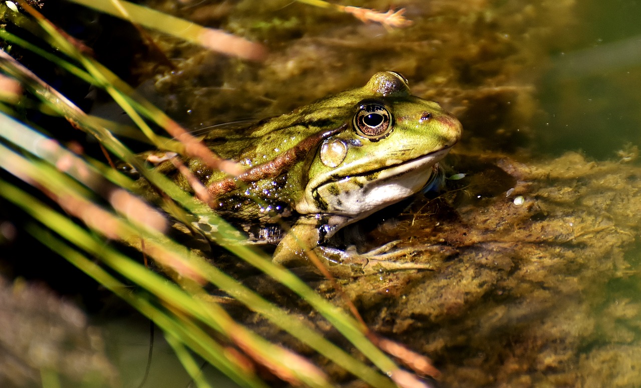 Varlė, Tvenkinys, Gyvūnas, Vandens Varlė, Varlės Tvenkinys, Aukštas, Rupūžė, Vanduo, Nemokamos Nuotraukos,  Nemokama Licenzija