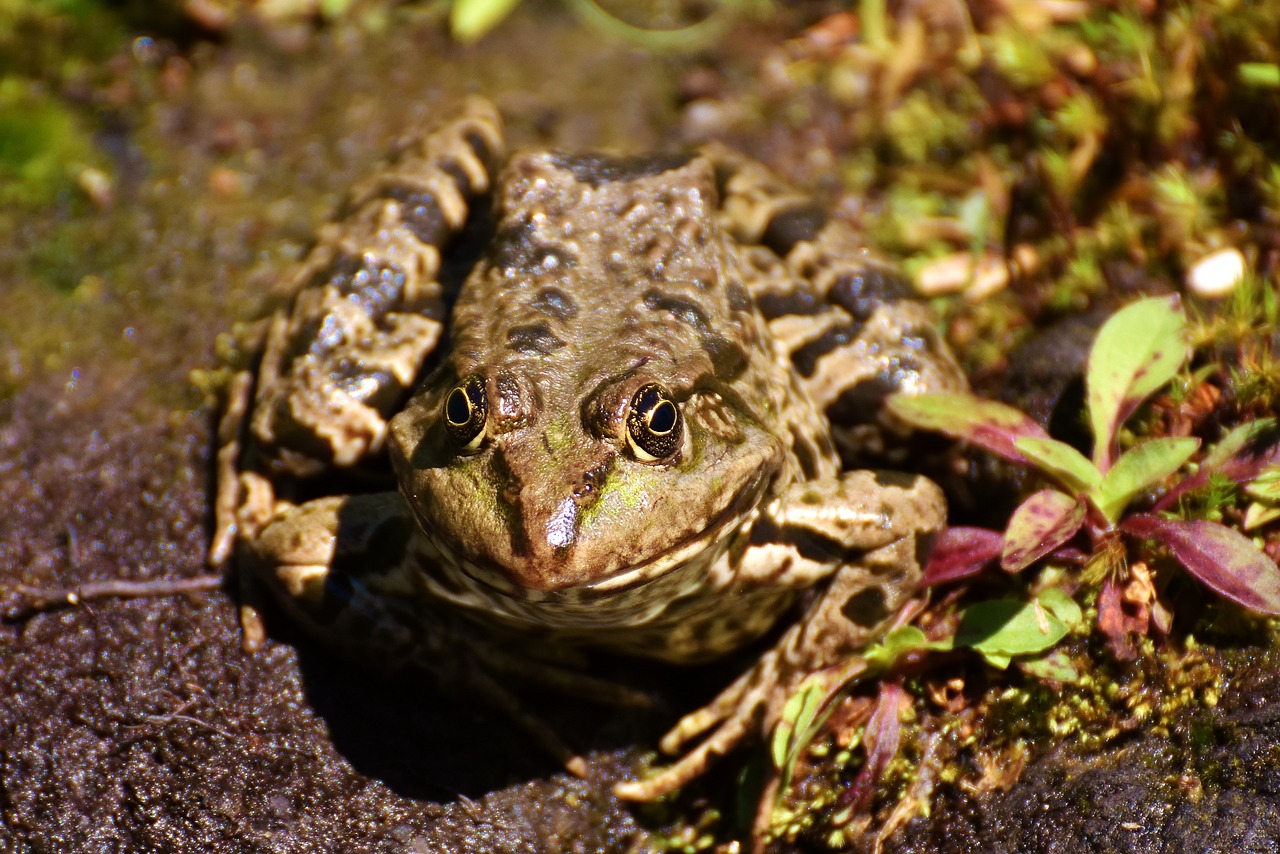 Varlė, Tvenkinys, Gyvūnas, Vandens Varlė, Varlės Tvenkinys, Aukštas, Rupūžė, Vanduo, Nemokamos Nuotraukos,  Nemokama Licenzija