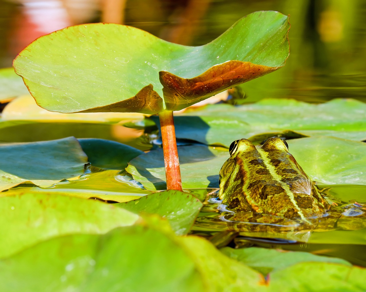 Varlė, Vandens Varlė, Varlės Tvenkinys, Gyvūnas, Žalias, Nuphar Pumila Lapai, Amfibija, Tvenkinys, Biotopa, Žalia Varlė