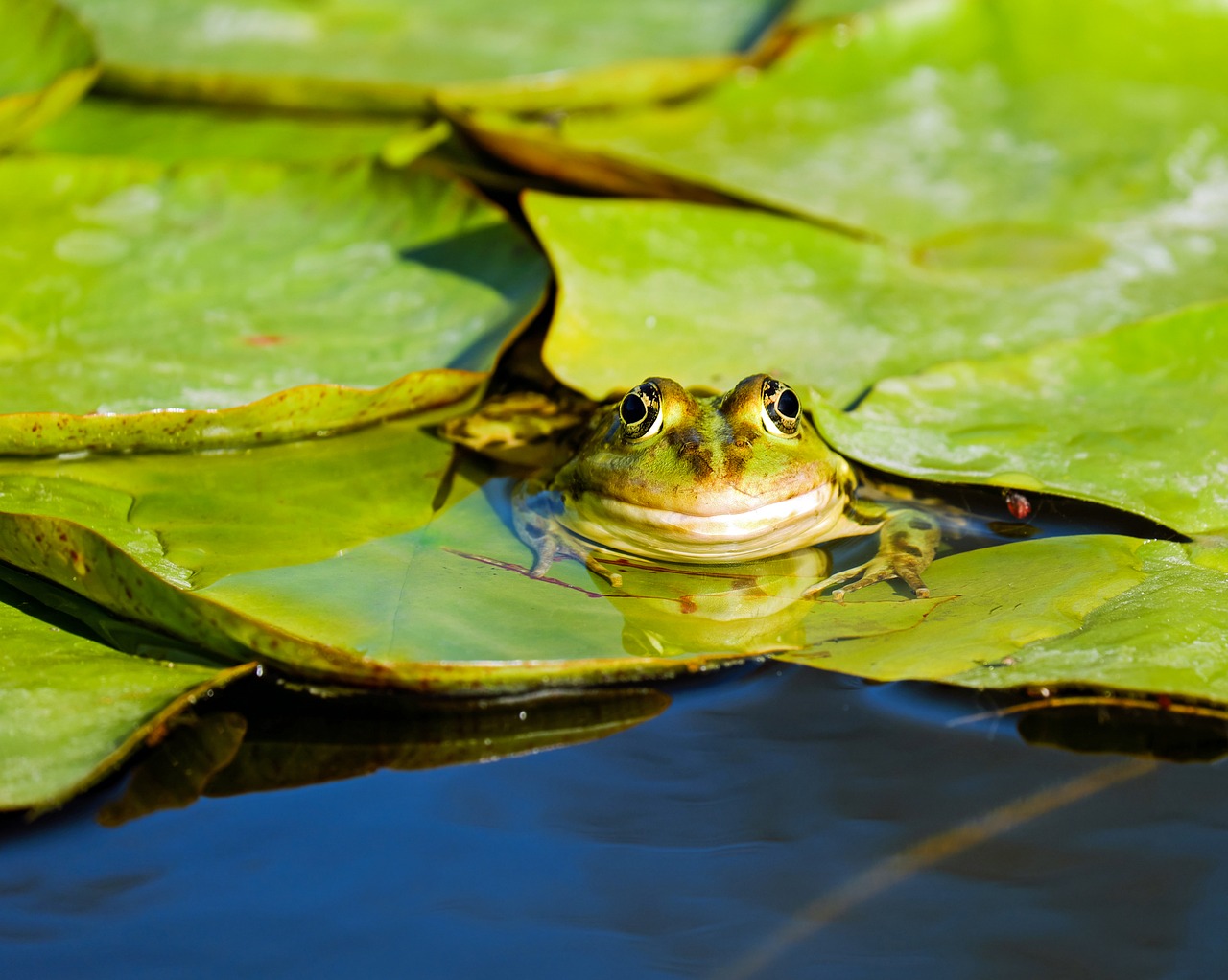 Varlė, Vandens Varlė, Varlės Tvenkinys, Gyvūnas, Žalias, Amfibija, Tvenkinys, Biotopa, Nuphar Pumila Lapai, Žalia Varlė