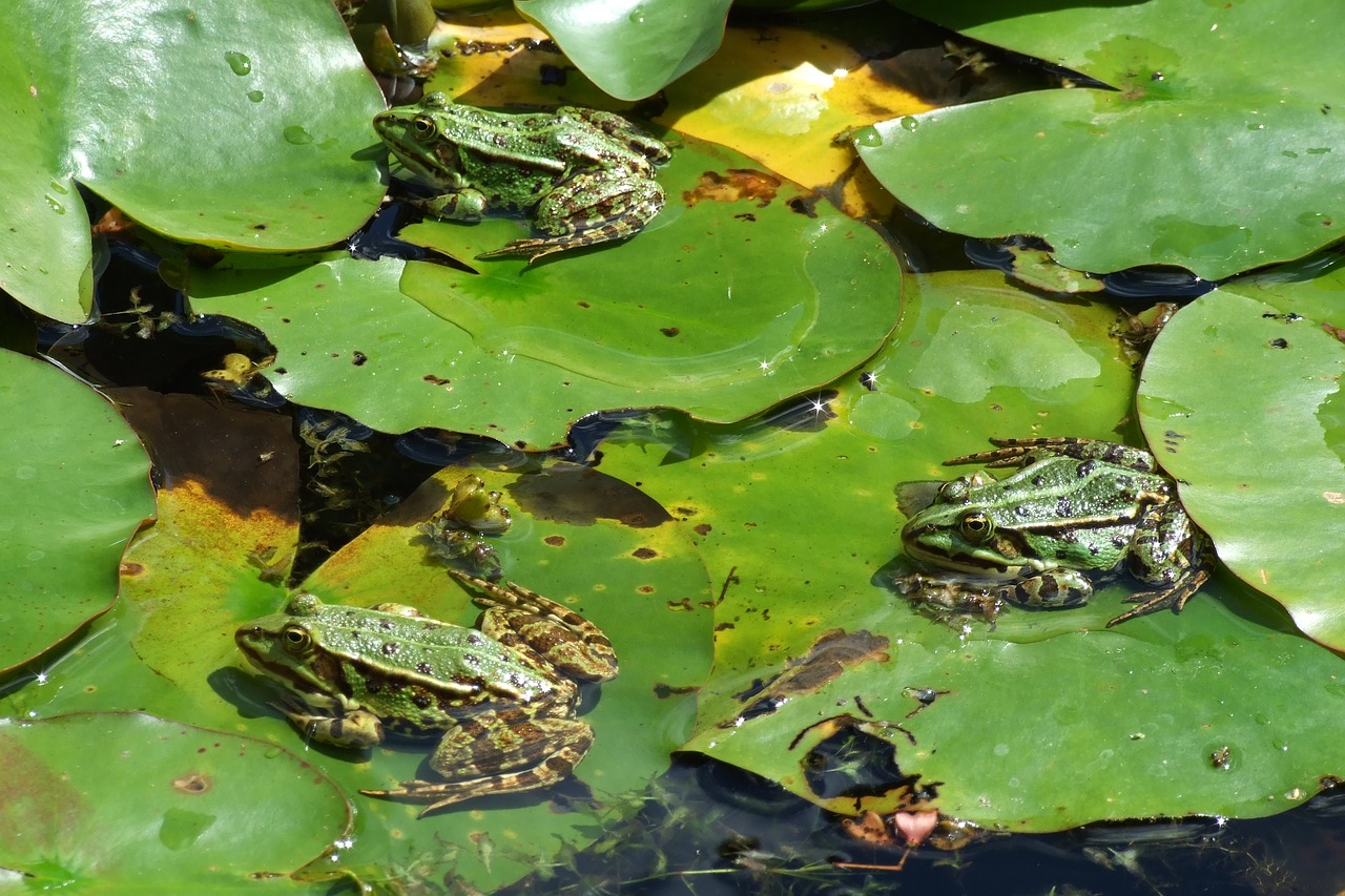 Varlė,  Tvenkinys,  Moor,  Vasara,  Saulė,  Balutę,  Lapų,  Vandens Lentelėje,  Aplinka,  Vandenys