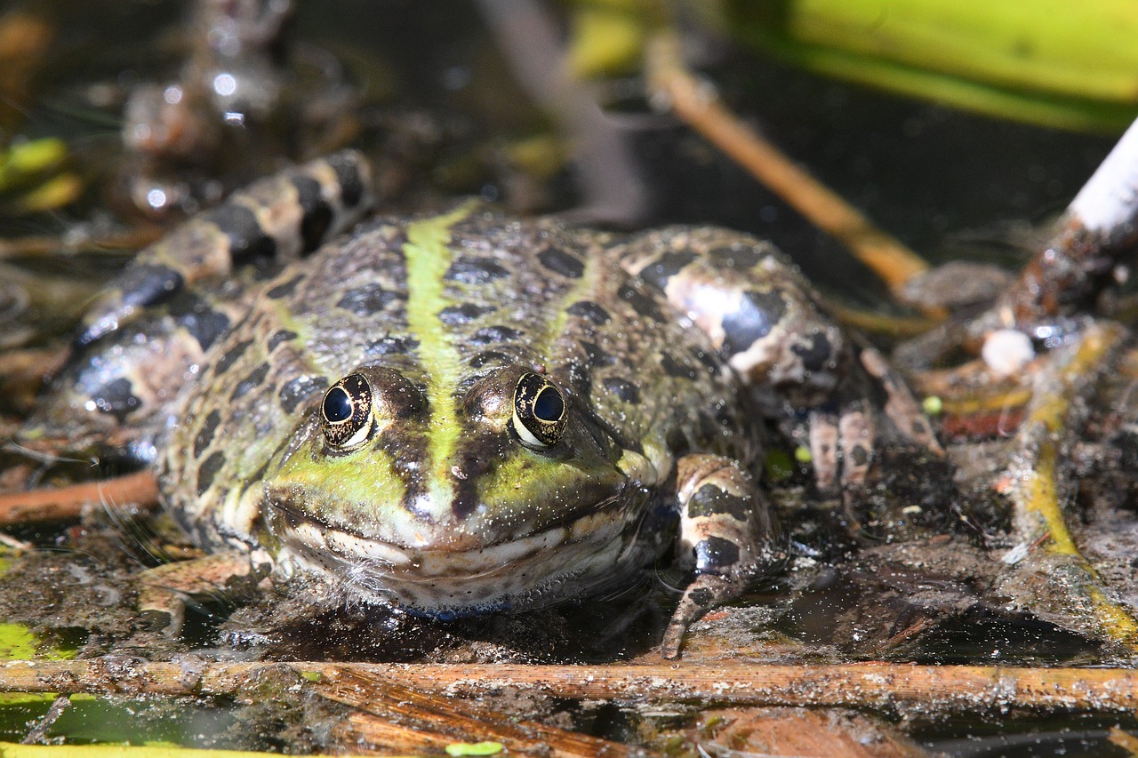 Крупная болотная. Жаба Гвианский Арлекин. Гвианская водяная жаба. Лягушки болотные и земноводные. Лягушка Болотная.