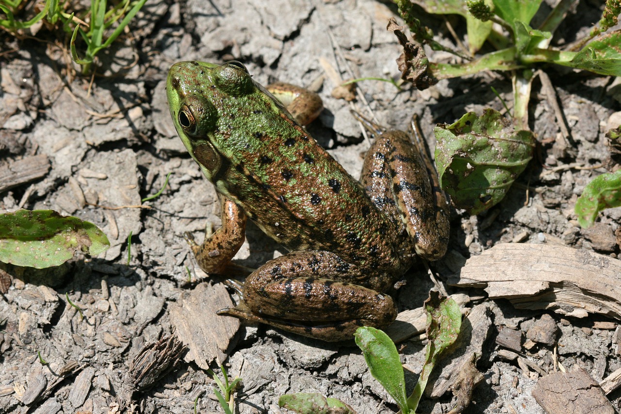 Varlė, Amfibija, Žemė, Pelkės, Poilsio, Gyvūnas, Laukinė Gamta, Laukiniai, Zoologija, Rūšis