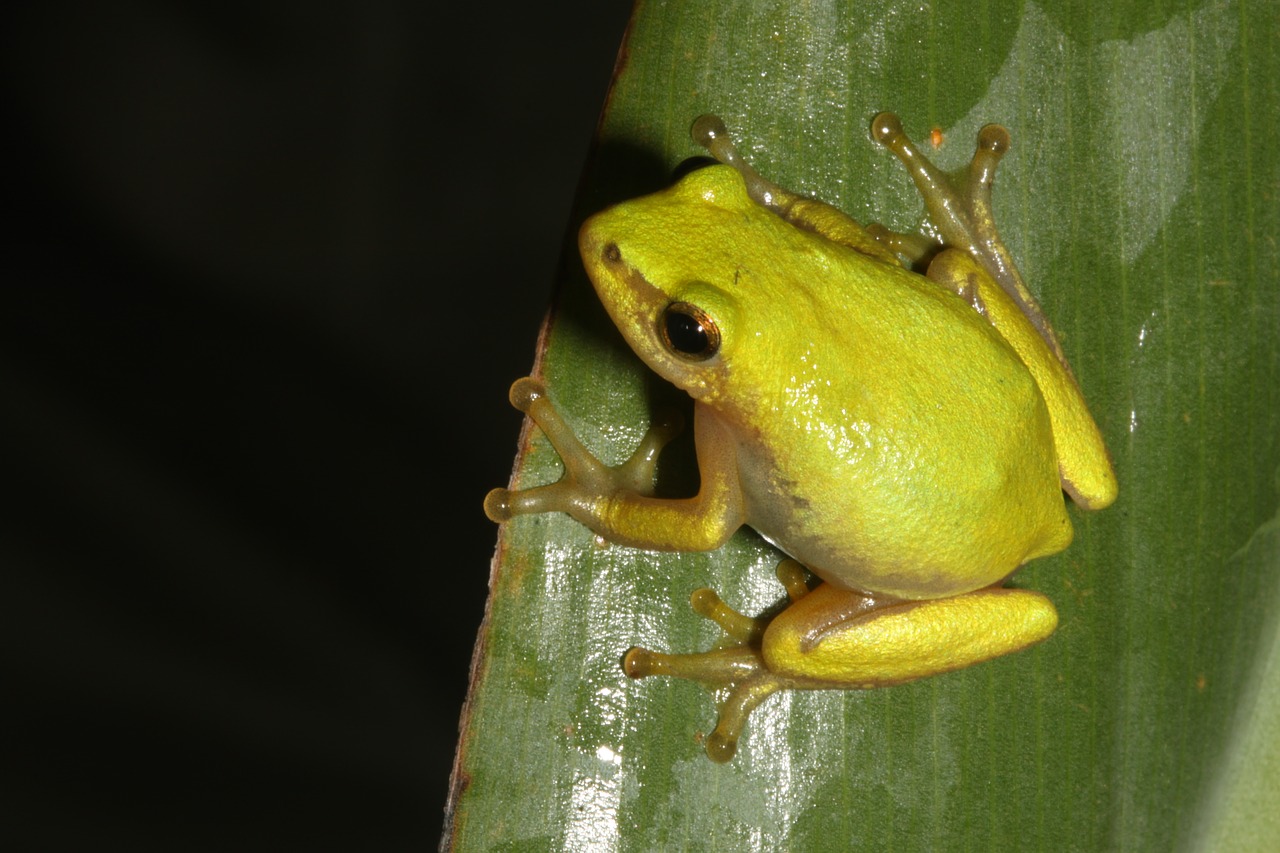 Varlė,  Durban,  Pietų Afrika,  Hyperolid,  Hyperolidae,  Reed Varlė,  Varlė Ant Lapų, Nemokamos Nuotraukos,  Nemokama Licenzija