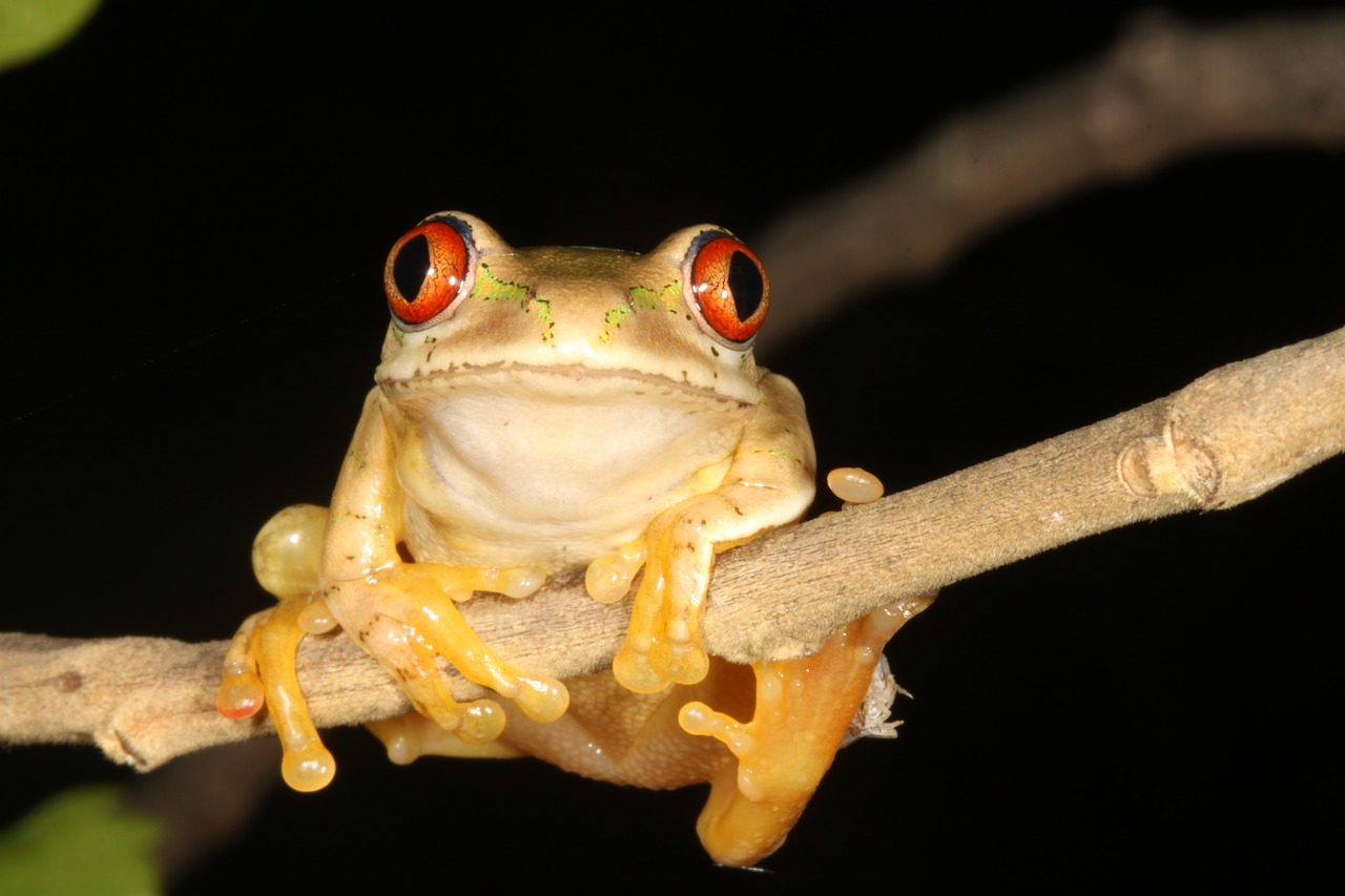 Varlė,  Durban,  Pietų Afrika,  Hyperolid,  Hyperolidae,  Reed Varlė,  Varlė Ant Šakelė, Nemokamos Nuotraukos,  Nemokama Licenzija