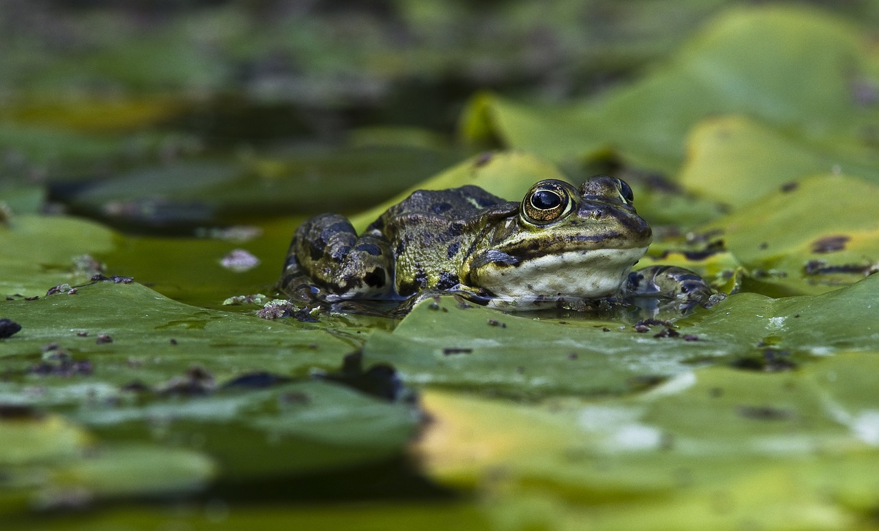 Varlė,  Tvenkinys,  Iš Arti, Nemokamos Nuotraukos,  Nemokama Licenzija