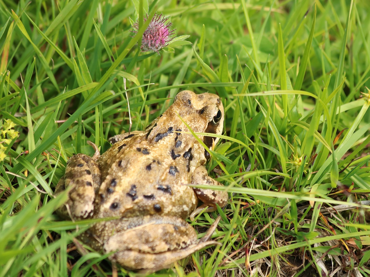 Varlė,  Rupūžė,  Varliagyvių,  Gyvūnas,  Gyvūnijos Pasaulyje,  Varliagyvius,  Tvenkinys, Nemokamos Nuotraukos,  Nemokama Licenzija