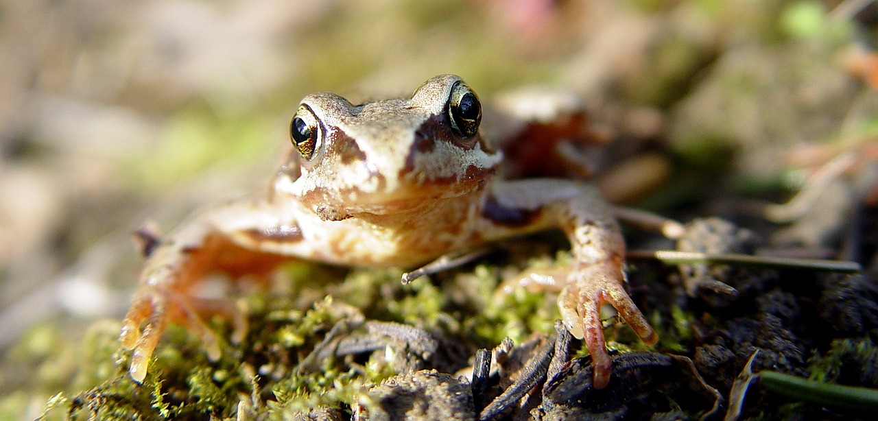 Varlė, Žalias, Amfibija, Makro, Mažas, Galva, Laukinė Gamta, Gamta, Atogrąžų, Nemokamos Nuotraukos