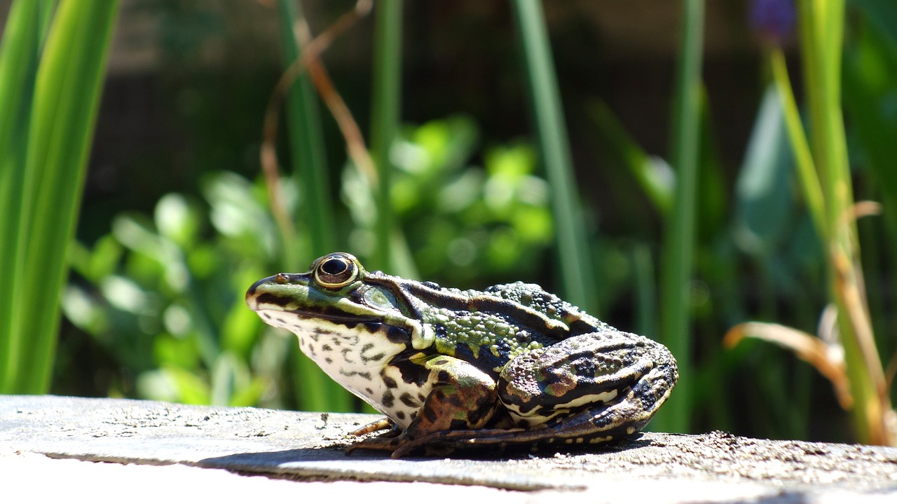 Varlė,  Tvenkinys,  Gyvūnas,  Žalias,  Gamta,  Žvėrys,  Vandens Fauna, Nemokamos Nuotraukos,  Nemokama Licenzija