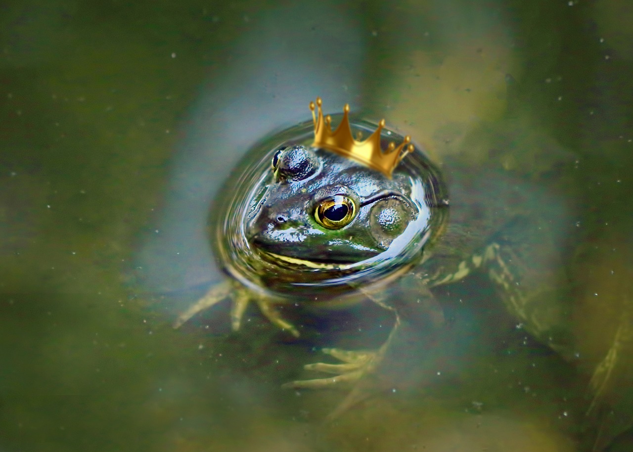 Varlės Princas, Varlė, Princas, Tvenkinys, Gyvūnas, Rupūžė, Laukinė Gamta, Gamta, Bučinys, Karūna