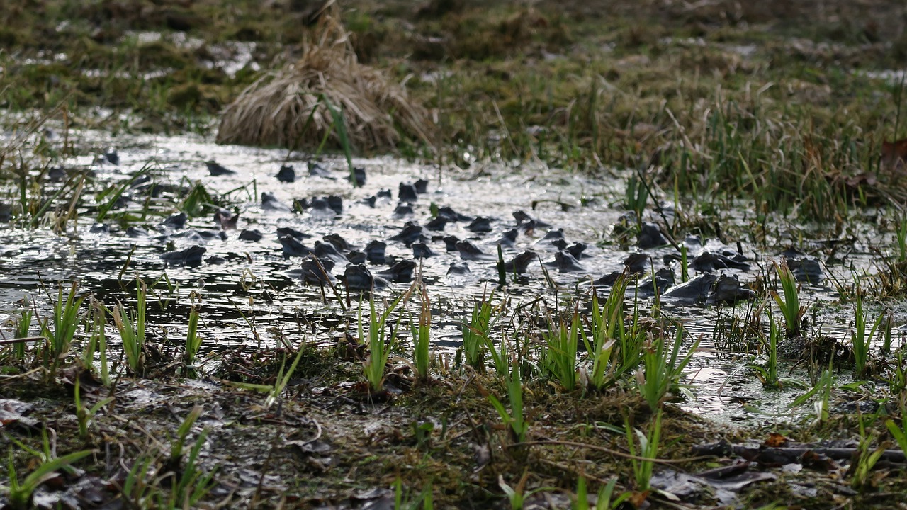 Varlės,  Varlių Dauginimasis,  Pelkė,  Pobūdį,  Gamtos Stebuklai, Nemokamos Nuotraukos,  Nemokama Licenzija