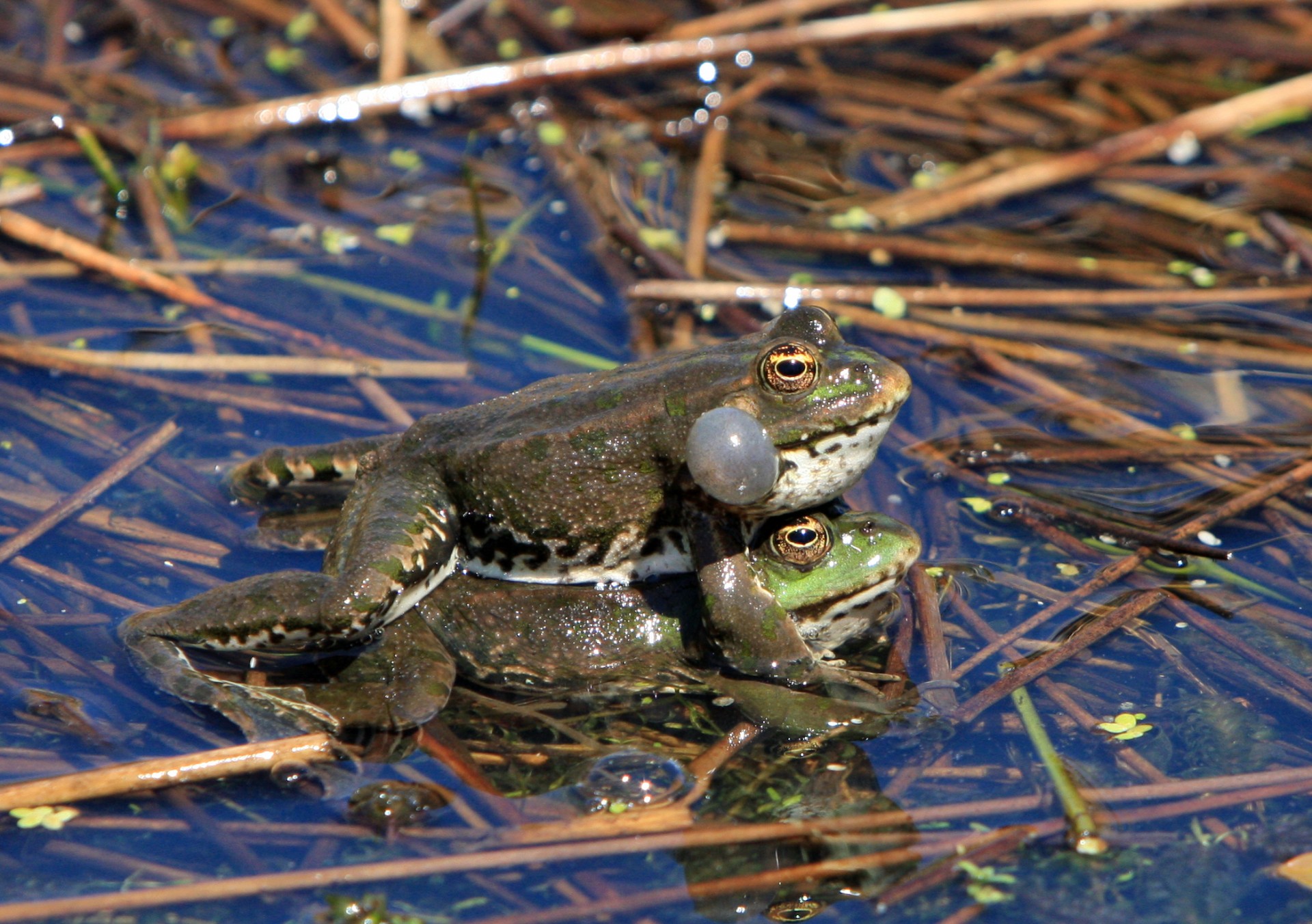 Varlė,  Varlės,  Poravimas,  Amfibija,  Varliagyviai,  Laukiniai,  Laukinė Gamta,  Gamta,  Lizdas,  Bullfrogs