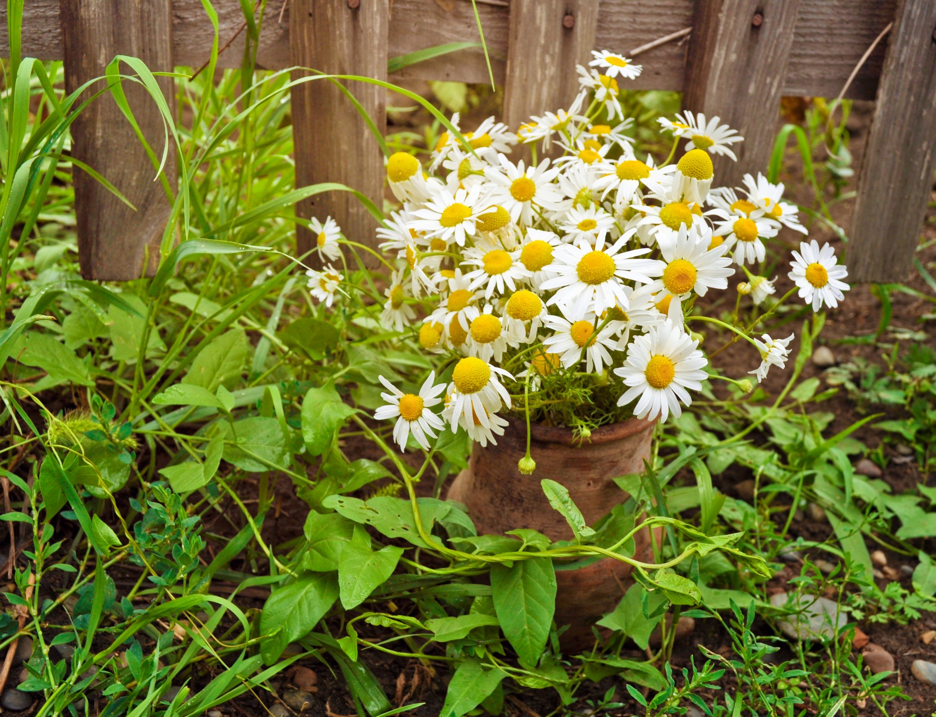 Daisy,  Gėlė,  Gėlės,  Vasara,  Žolė,  Laimė,  Iš Rusijos,  Su Meile., Nemokamos Nuotraukos,  Nemokama Licenzija