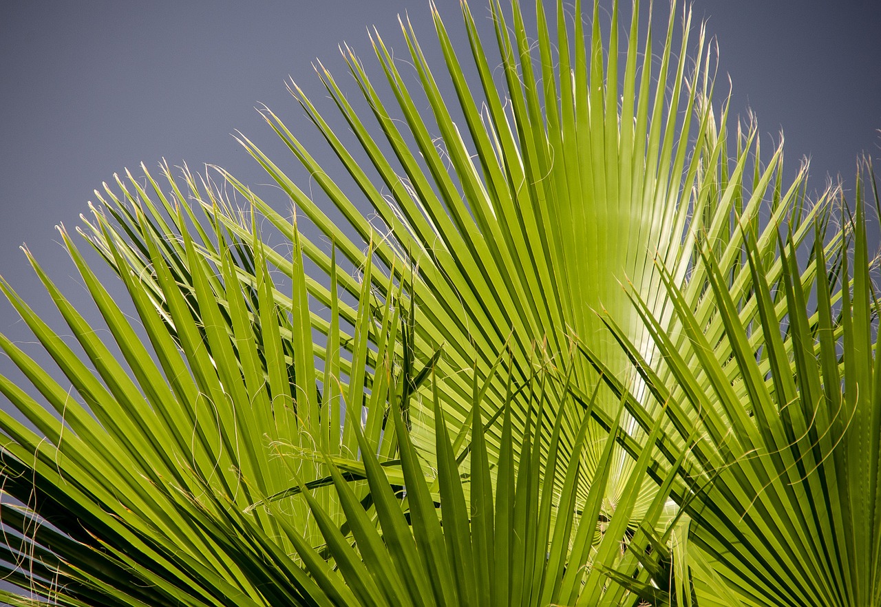 Fronds, Delnas, Lapai, Žalias, Lapija, Modelis, Atogrąžų, Nemokamos Nuotraukos,  Nemokama Licenzija