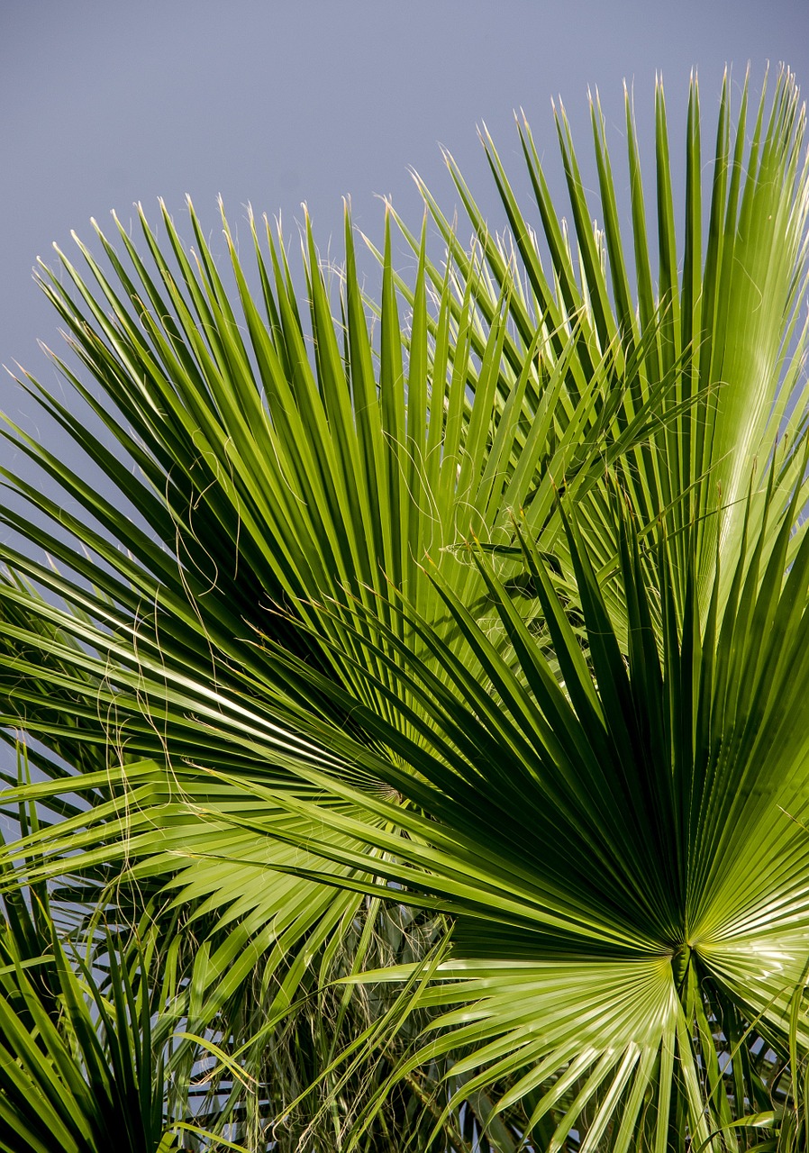 Fronds, Delnas, Lapai, Žalias, Lapija, Modelis, Atogrąžų, Nemokamos Nuotraukos,  Nemokama Licenzija