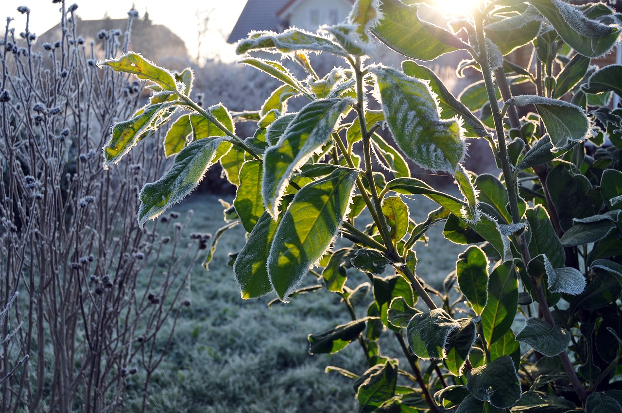 Šaltis, Auskaras, Ledas, Žiema, Sušaldyta, Šaltas, Lapai, Filialai, Ryto Saulė, Medžiai