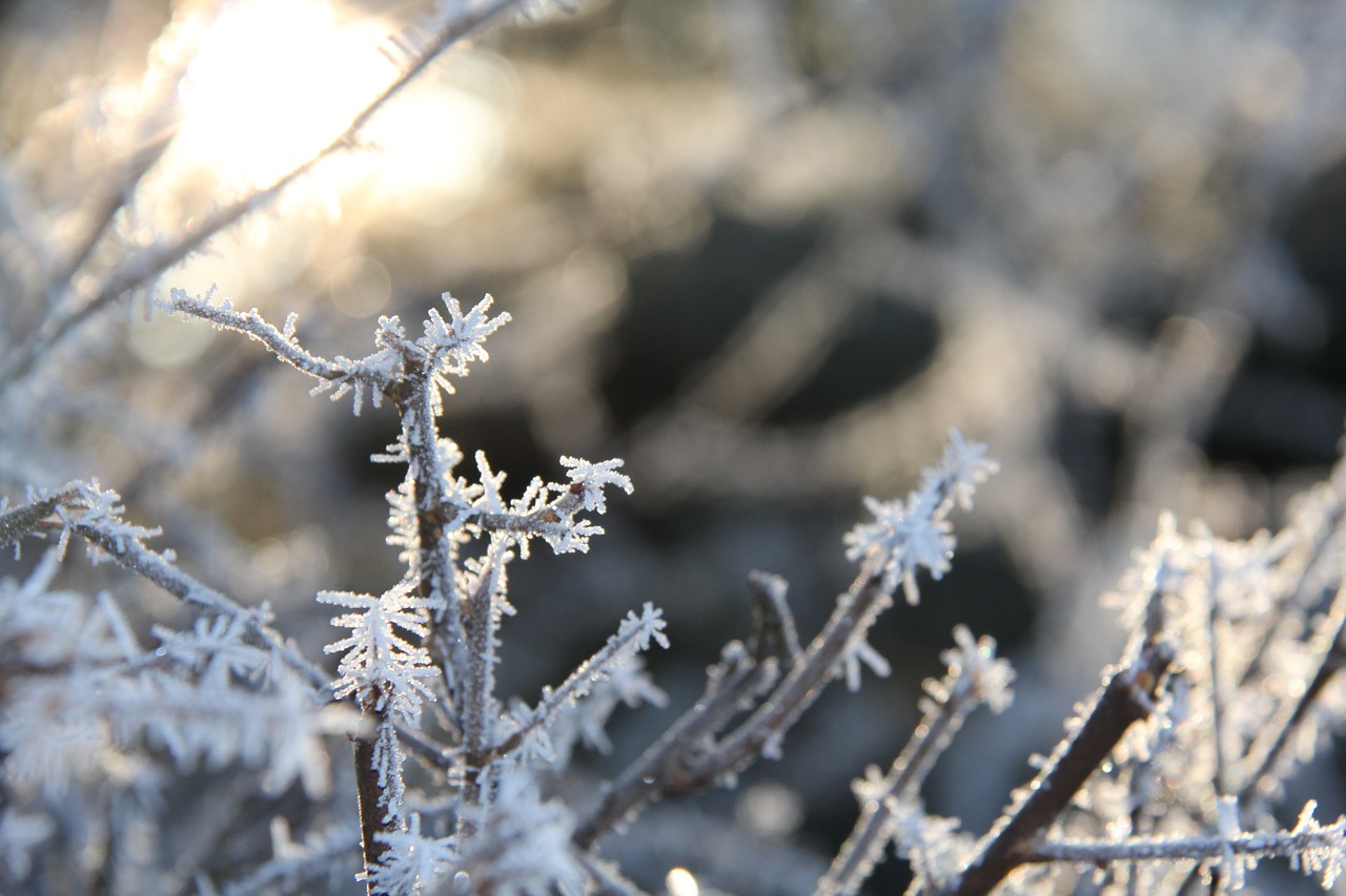 Šaltis, Kalėdos, Žiema, Šaltas, Fonas, Kalėdų Laikas, Eiskristalio, Adventas, Žiemą, Žiemos Magija