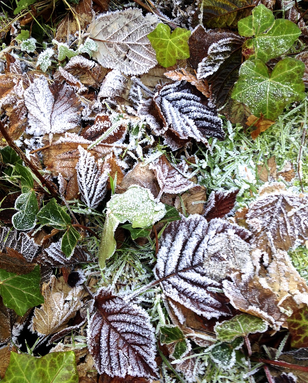 Šaltis, Lapai, Ruduo, Kritimas, Šaltas, Gamta, Sezonas, Matinis, Tekstūra, Žalias