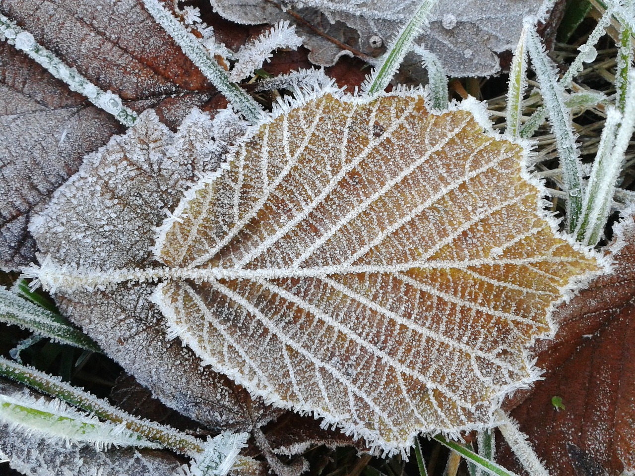 Šaltis, Auskaras, Šaltas, Žiema, Sušaldyta, Ledo Kristalas, Ledas, Forma, Kristalas, Kristalų Formavimas