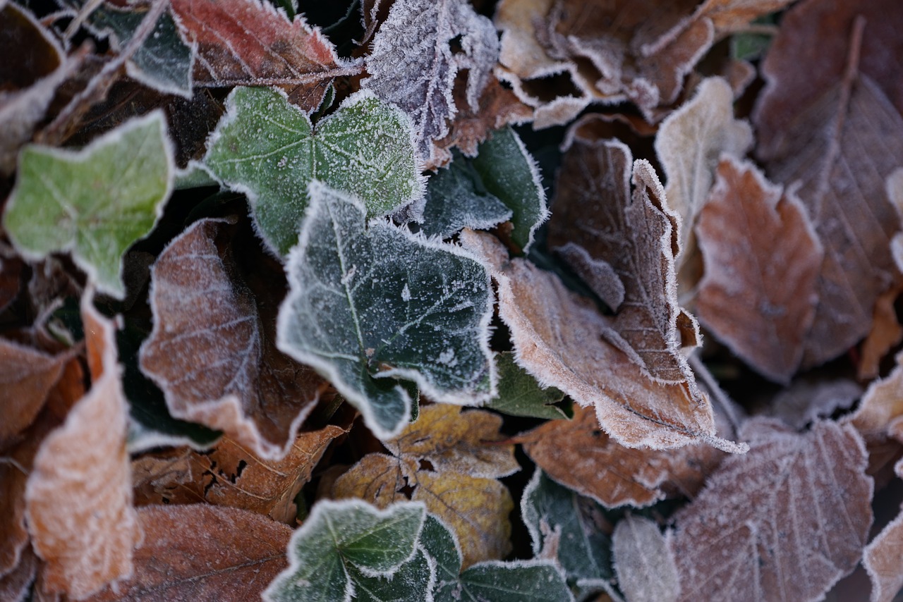 Šaltis, Defoliacija, Negyvi Lapai, Nemokamos Nuotraukos,  Nemokama Licenzija