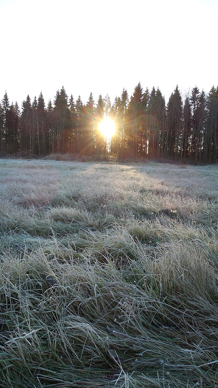 Šaltis, Žiema, Šaltas, Sezonas, Ledinis, Sušaldyta, Miškas, Natūralus, Kraštovaizdis, Saulėtekis