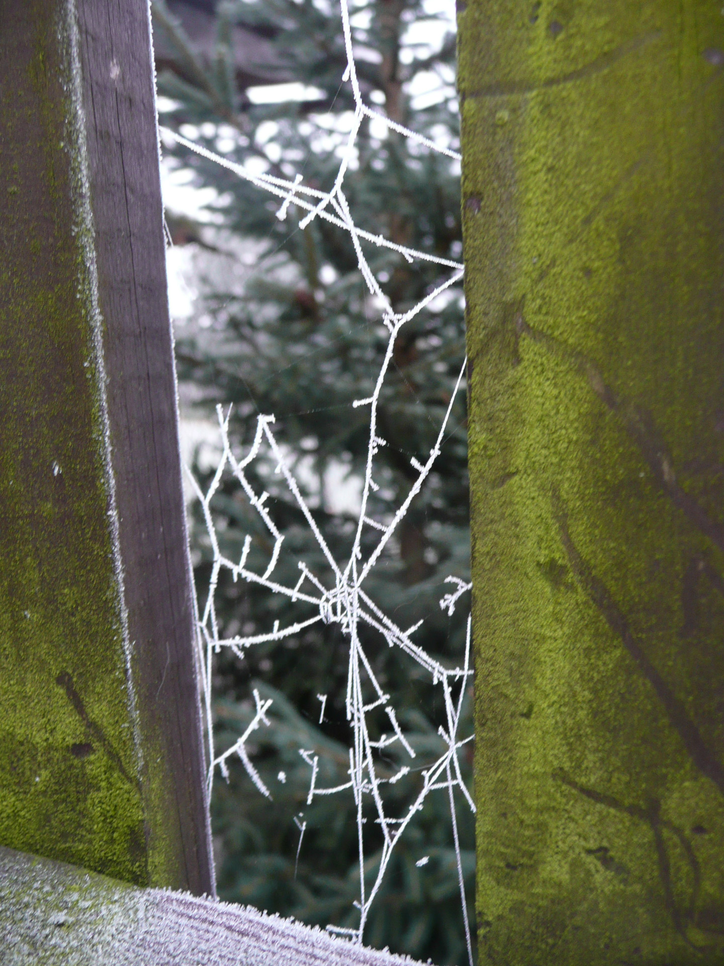 Šaltis,  Voratinklis,  Sezonas,  Žiema,  Voras,  Internetas,  Fonas,  Makro,  Matinis Spiderweb, Nemokamos Nuotraukos