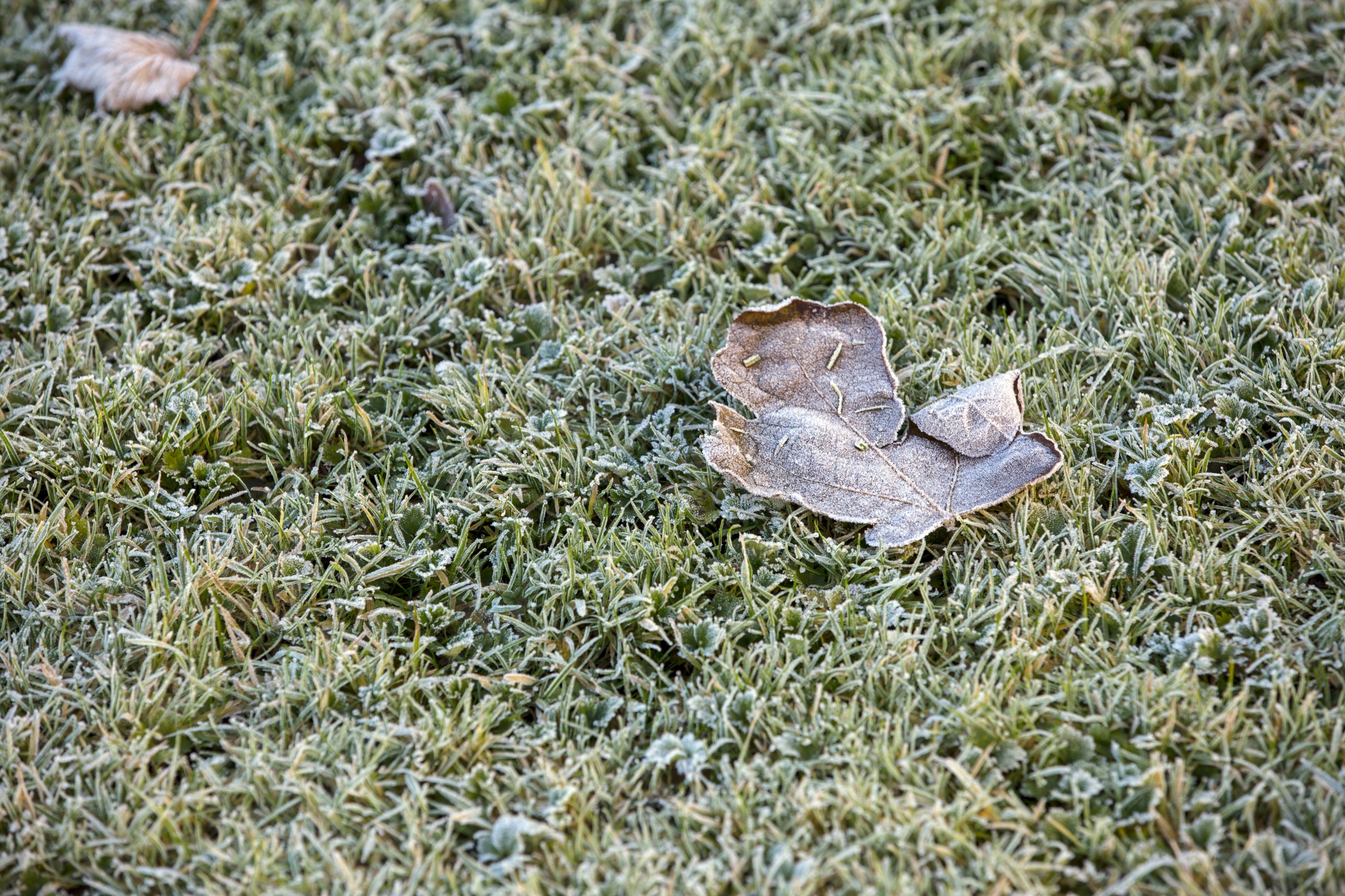 Žolė,  Sušaldyta,  Šaltas,  Pieva,  Žalias,  Sezonas,  Šaltis,  Balta,  Lauke,  Rytas