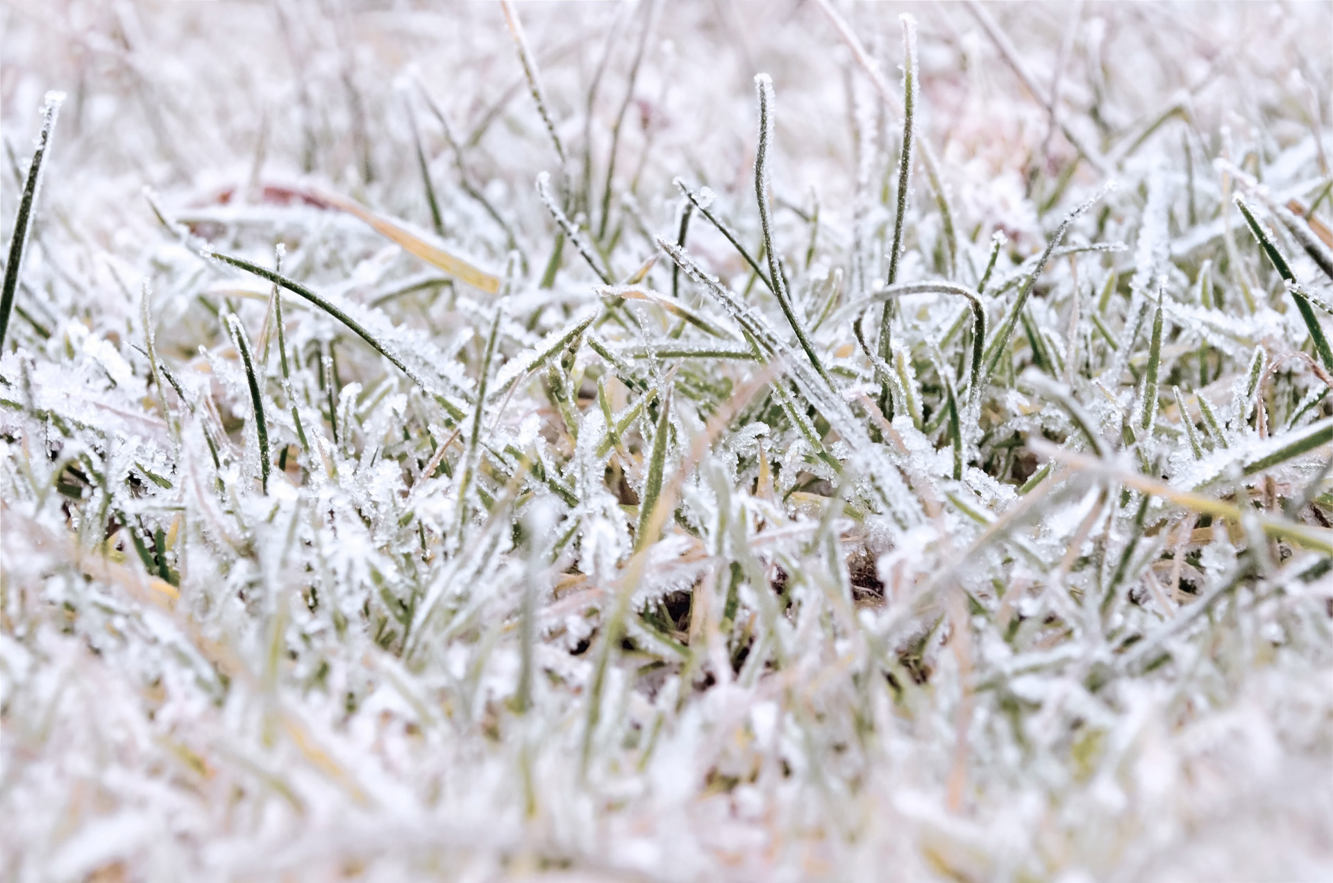 Rytas,  Šaltis,  Žiema,  Sezonai,  Makro,  Gamta,  Ledas,  Temperatūra,  Balta,  Mėlynas