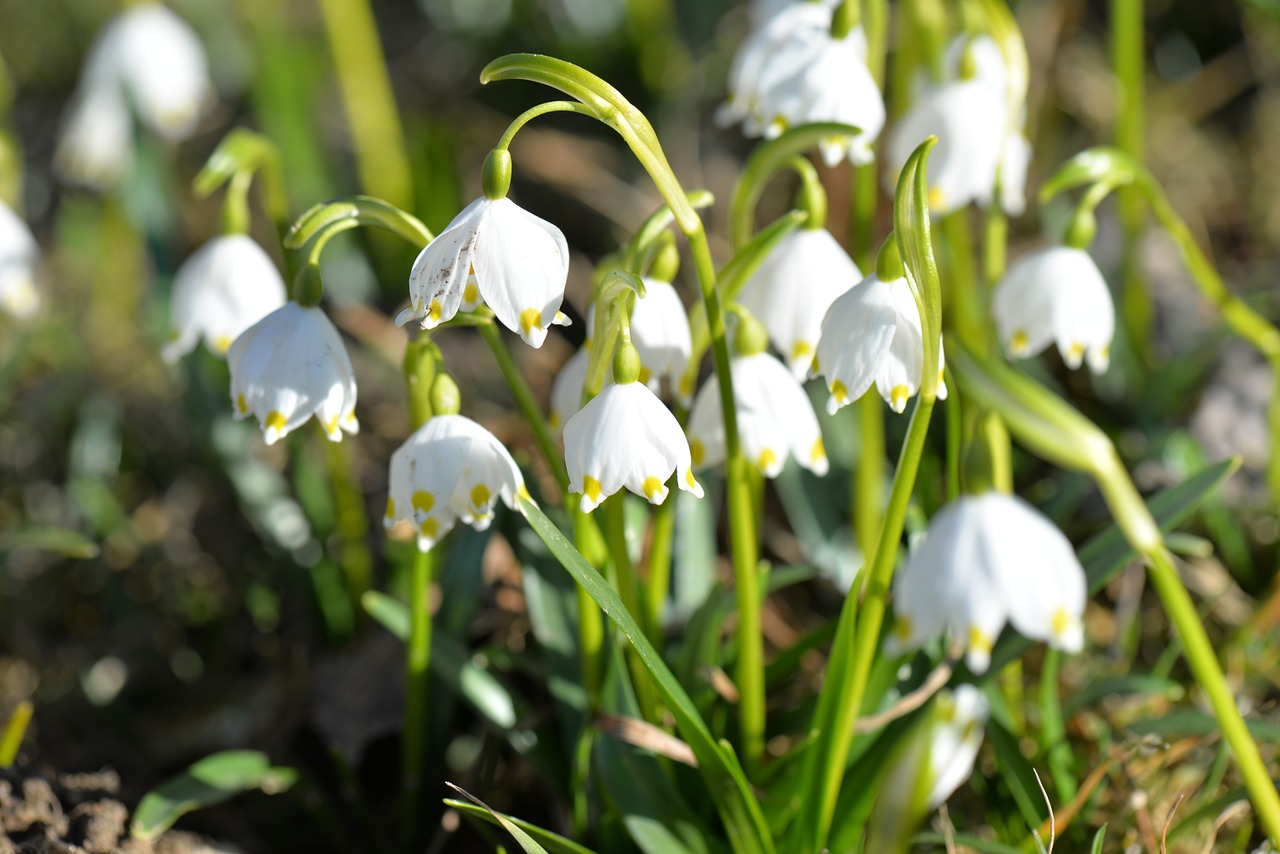 Fruehlingsknotenblume, Žiedas, Žydėti, Balta, Uždaryti, Nemokamos Nuotraukos,  Nemokama Licenzija