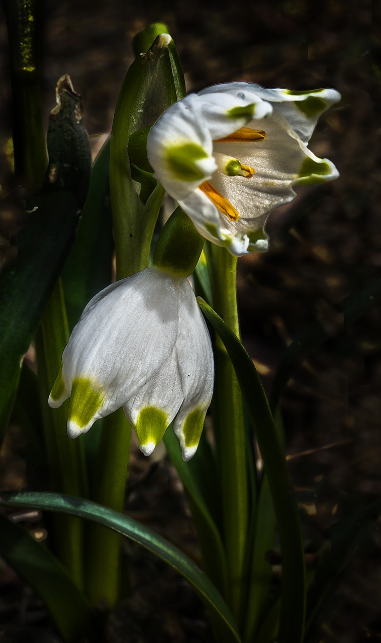 Fruehlingsknotenblume,  Snaigė,  Pavasario Gėlė,  Maerzgloeckchen,  Puiki Sniego Danga,  Leucojum Vernum,  Amarilio Augalas,  Gėlė,  Gamta,  Augalas