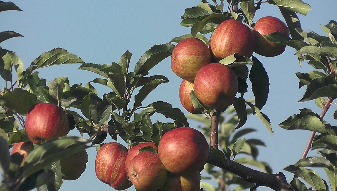 Vaisiai, Obuolys, Vaisių Sodas, Pajamos, Maistas, Vitaminai, Sveikas, Gamta, Nemokamos Nuotraukos,  Nemokama Licenzija