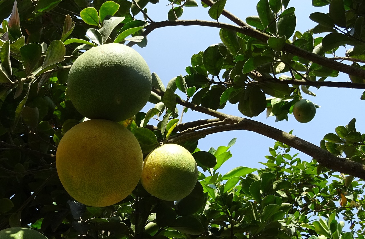 Vaisiai, Greipfrutas, Prinokę, Geltona, Žalias, Citrusinių Paradisi, Subtropinis, Citrusiniai, Medis, Rūgštus