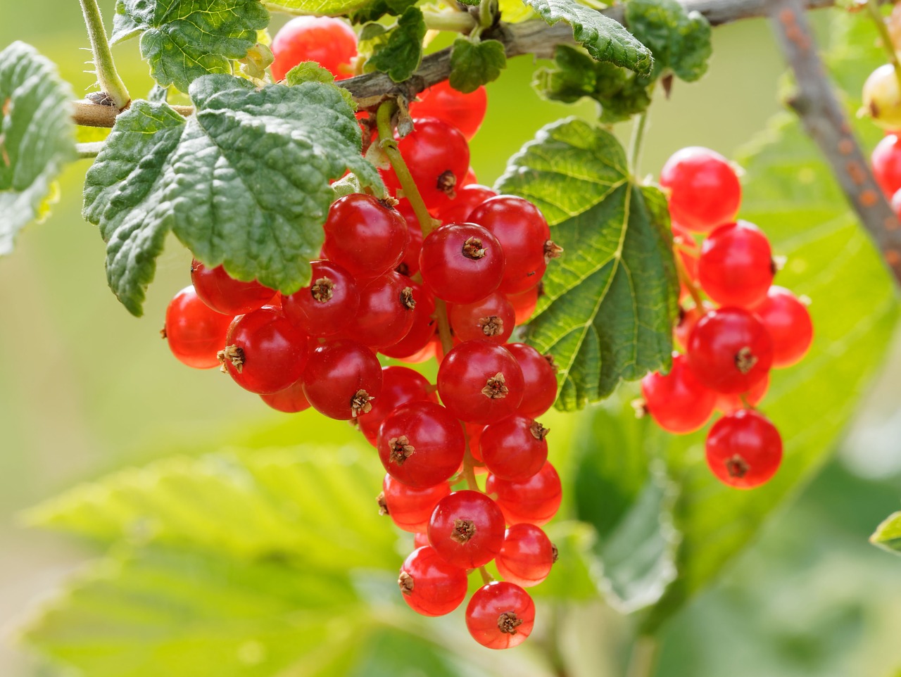 Vaisiai, Serbentai, Krūmas, Sodas, Raudona, Uogos, Maži Vaisiai, Vaisių Sodas, Ribos Grossularia, Gamta