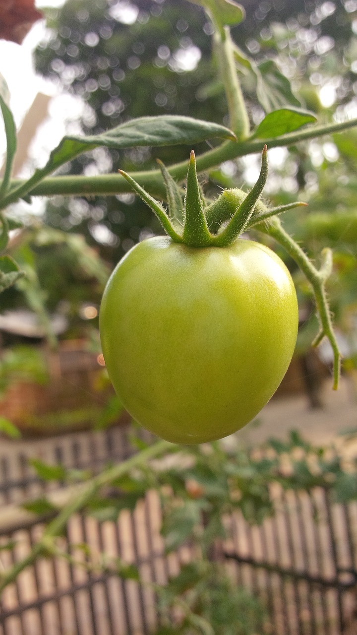Vaisiai, Organiniai Pomidorai, Indonesian, Nemokamos Nuotraukos,  Nemokama Licenzija
