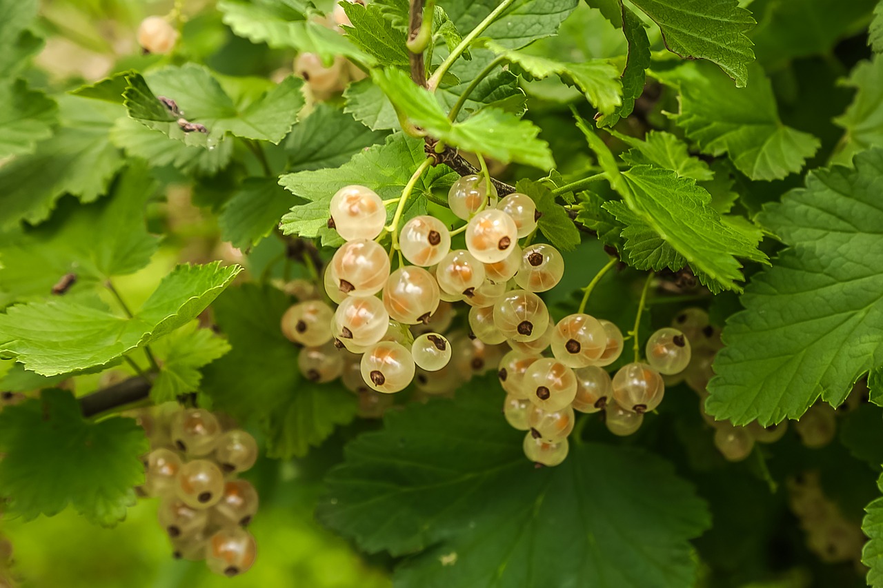 Vaisiai, Serbentų, Sodas, Vaisiai, Nemokamos Nuotraukos,  Nemokama Licenzija