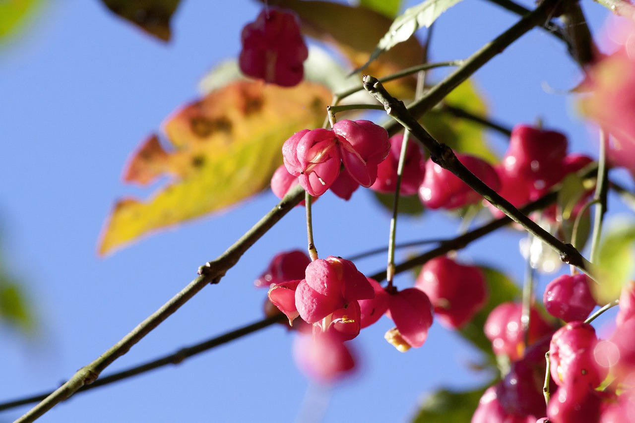 Vaisiai, Sėklos, Boll, Raudona, Ruduo, Paprastas Verpstės Krūmas, Euonymus Europaeus, Įprastas Euonymus, Pfaff Kortai, Kunigo Kapinės Perlas