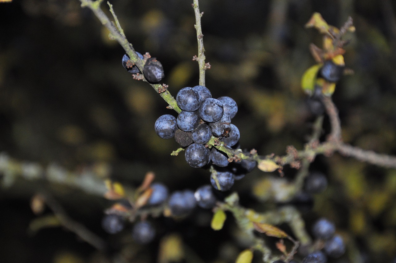 Vaisiai, Gamta, Medis, Augalas, Sloes, Nemokamos Nuotraukos,  Nemokama Licenzija