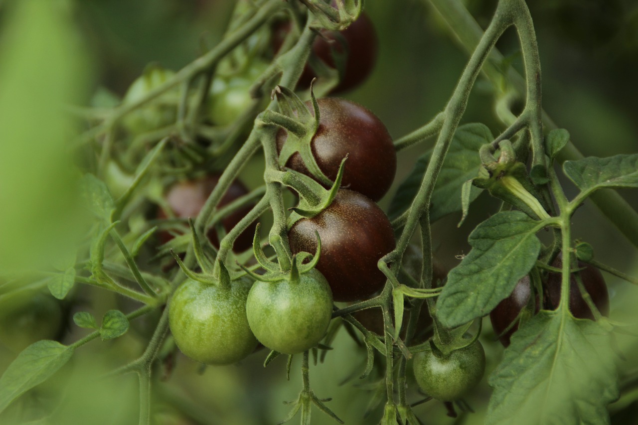 Vaisiai,  Maistas,  Daržovių,  Lapai,  Augti,  Gamta,  Žalias,  Augalas,  Ekologiškas,  Sodas