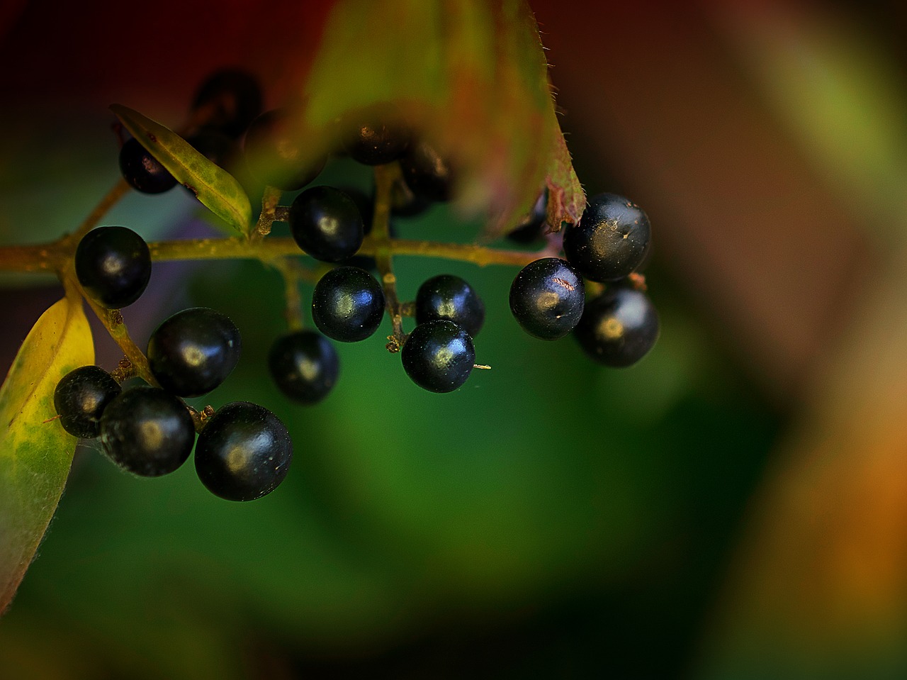 Vaisiai,  Gėlė,  Gamta,  Lapai,  Augalas,  Sodas,  Kraštovaizdis,  Makro,  Makrofotografija,  Fotografavimas Arti Žiedlapis