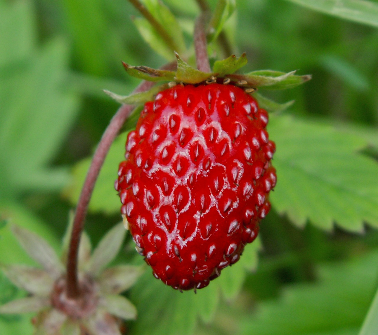 Vaisiai,  Gamta,  Fragaria Vesca,  Lapai,  Šviežumas,  Vasara,  Be Honoraro Mokesčio, Nemokamos Nuotraukos,  Nemokama Licenzija