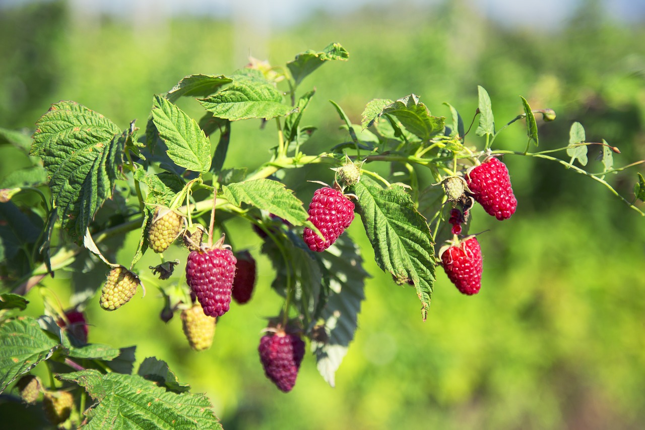 Vaisių,  Pobūdį,  Lapas,  Sveiki,  Maisto,  Sodas,  Vasara,  Uoga,  Augalų,  Agrofirma 