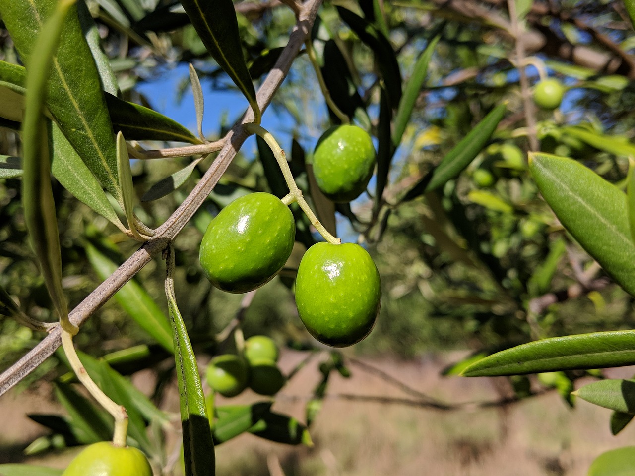 Vaisių,  Maisto,  Žemdirbystė,  Lapų,  Pobūdį,  Alyvuogių,  Grove,  Sveikas, Nemokamos Nuotraukos,  Nemokama Licenzija