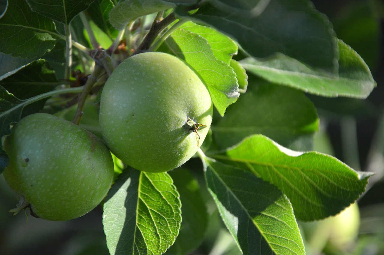 Vaisių,  Apple,  Žalias,  Nesubrendęs,  Maisto,  Valgyti, Nemokamos Nuotraukos,  Nemokama Licenzija